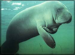 gentle manatee