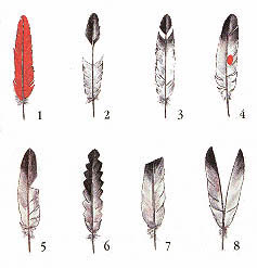 feathers, 19k
